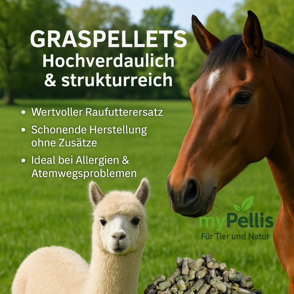 MyPellis Grascobs – hochwertiges Futter aus getrocknetem Gras, geeignet für Pferde und Alpakas.