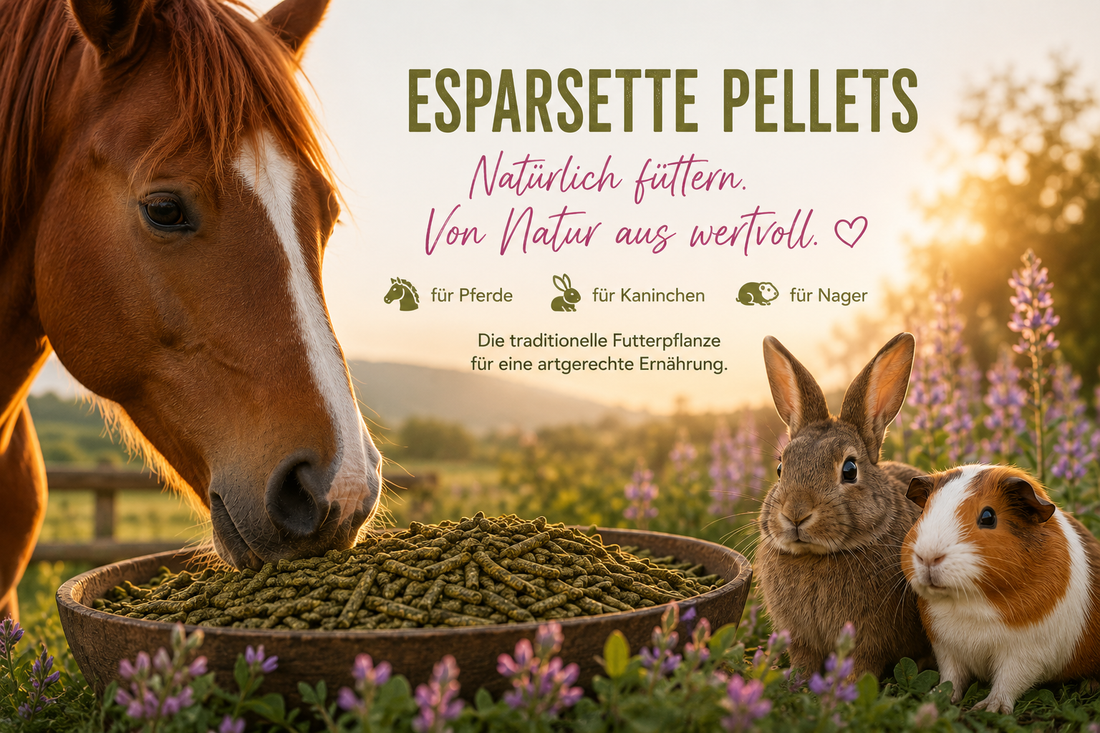 Esparsette Pellets für Pferde, Kaninchen und Nager – natürliches strukturreiches Tierfutter mit aromatischen Pellets in ländlicher Umgebung bei Sonnenuntergang