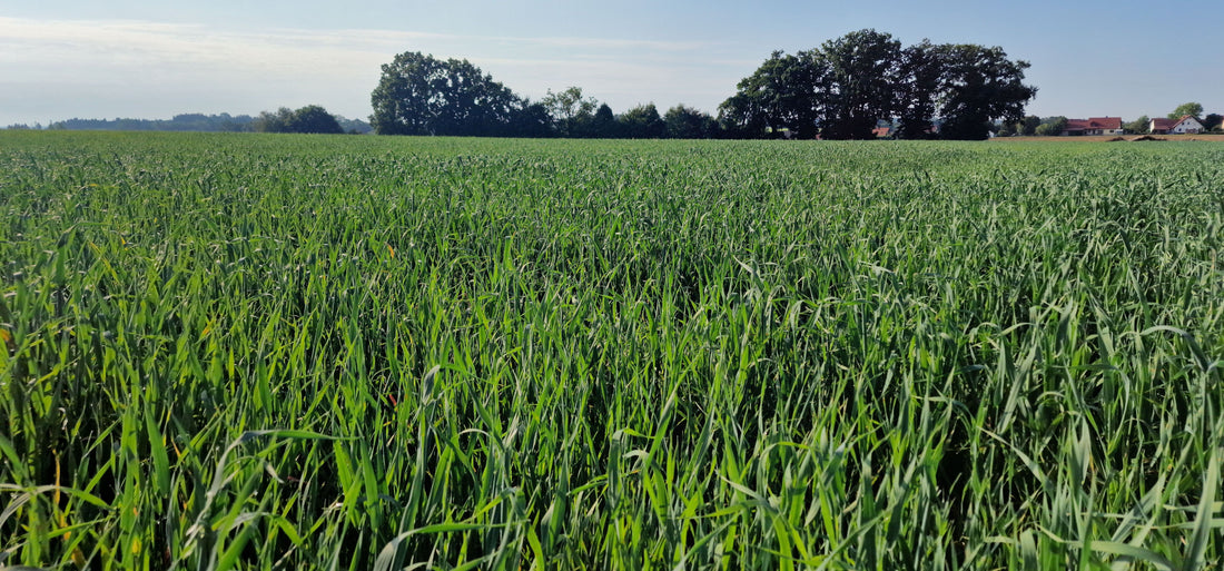 Grünhaferfeld aus eigenem Anbau mit Baumhecke im Hintergrund – Grundlage für natürliche Grünhafercobs von myPellis