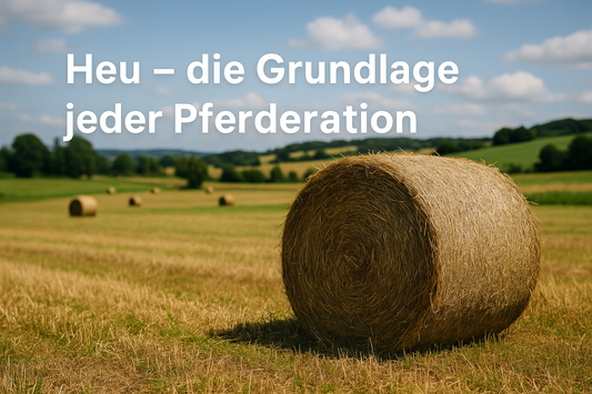 Heuballen auf einer Wiese bei Sonnenschein – Symbolbild für Heuqualität und Pferdefütterung im myPellis Blog