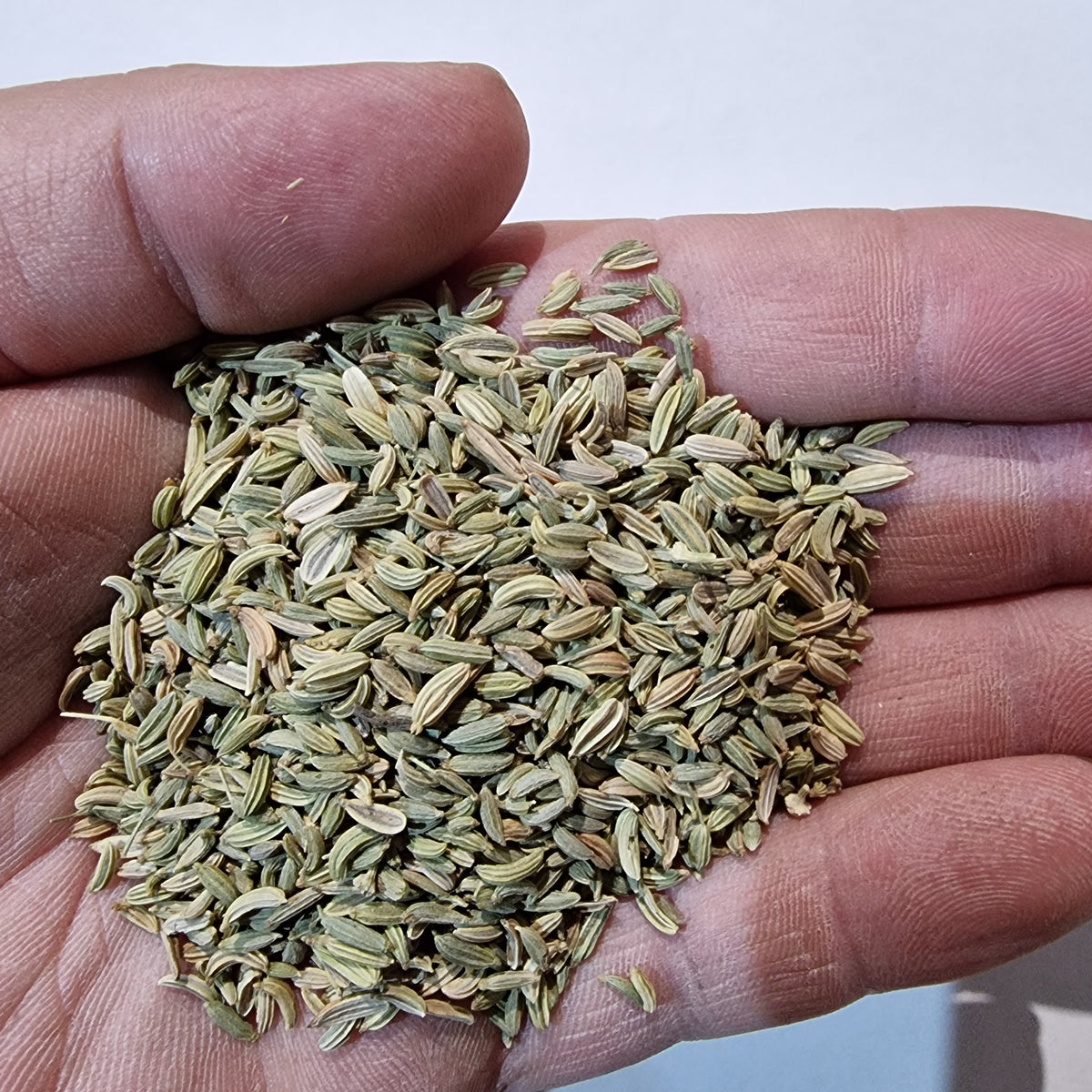 Fenchel von myPellis in der Hand