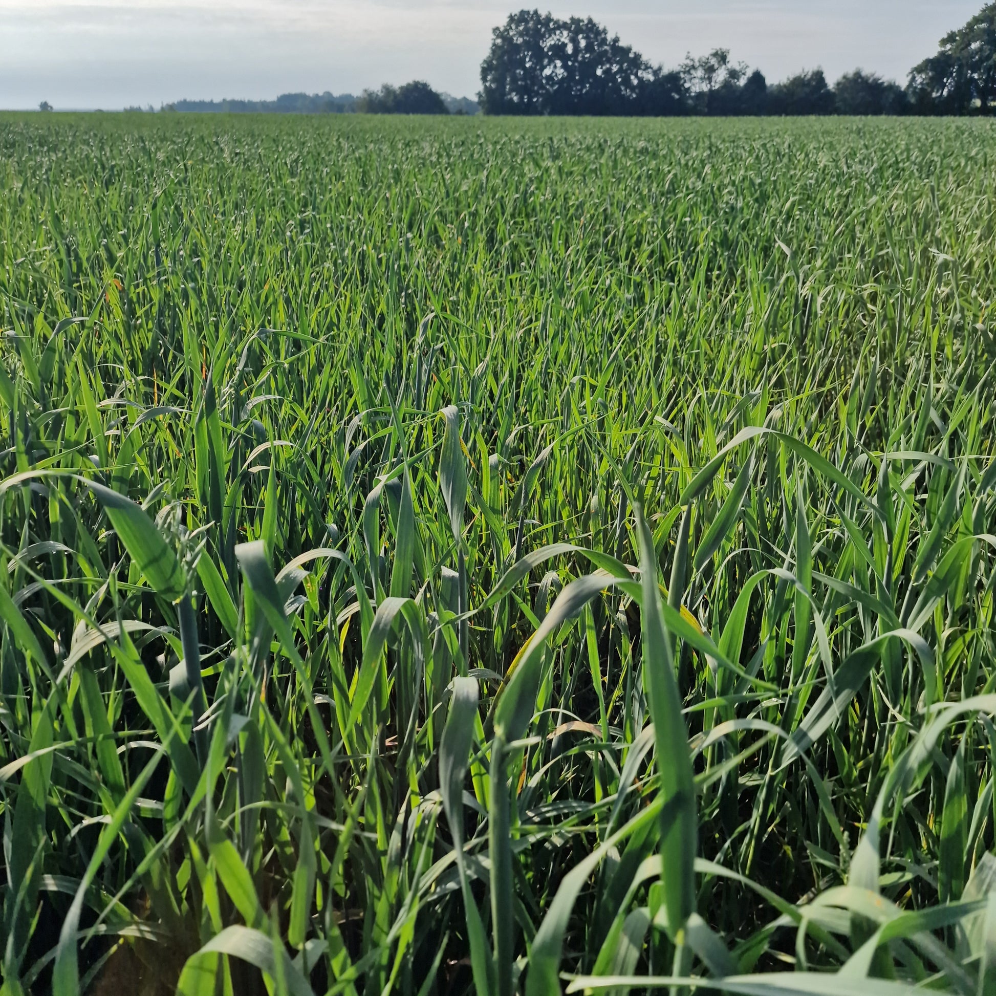 Gesundes Grünhaferfeld als Symbol für nachhaltigen Futteranbau und natürliche Landwirtschaft